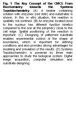 Text Box: Fig. 1 The Key Concept of the CMCI: From Biochemistry towards the Systems Topobiochemistry. (A) A beaker containing solution with enzymes (red dots) and substrates is shown. In this in vitro situation, the reaction is spatially not confined. (B) An enzyme located close to the nucleus has different function kinetics compared to the one at the periphery close to the cell edge. Spatial positioning of the reaction is important. (C) Designing of patterned substrate enables experimental control of the shape of boundaries, which is important for defining conditions and also provides strong advantages for modeling and simulation of the results. (D) Systems Topobiochemistry is powered by three main approaches to study the biological system: Digital image acquisition, computer simulation and substrate designing.   